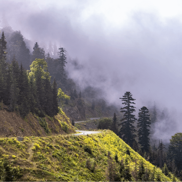 Chasing Fog – A Morning in the Highlands